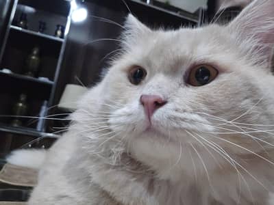 male persian double coat beautiful cat