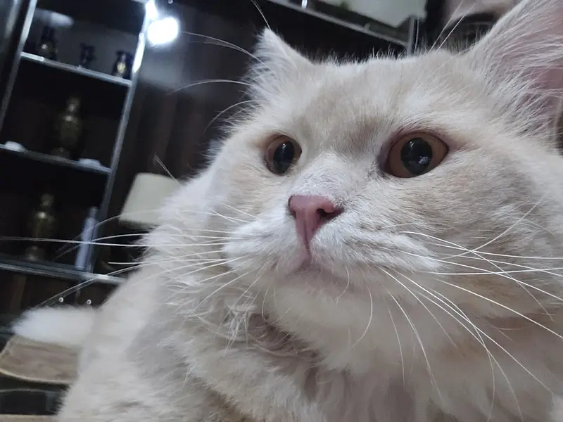 male persian double coat beautiful cat