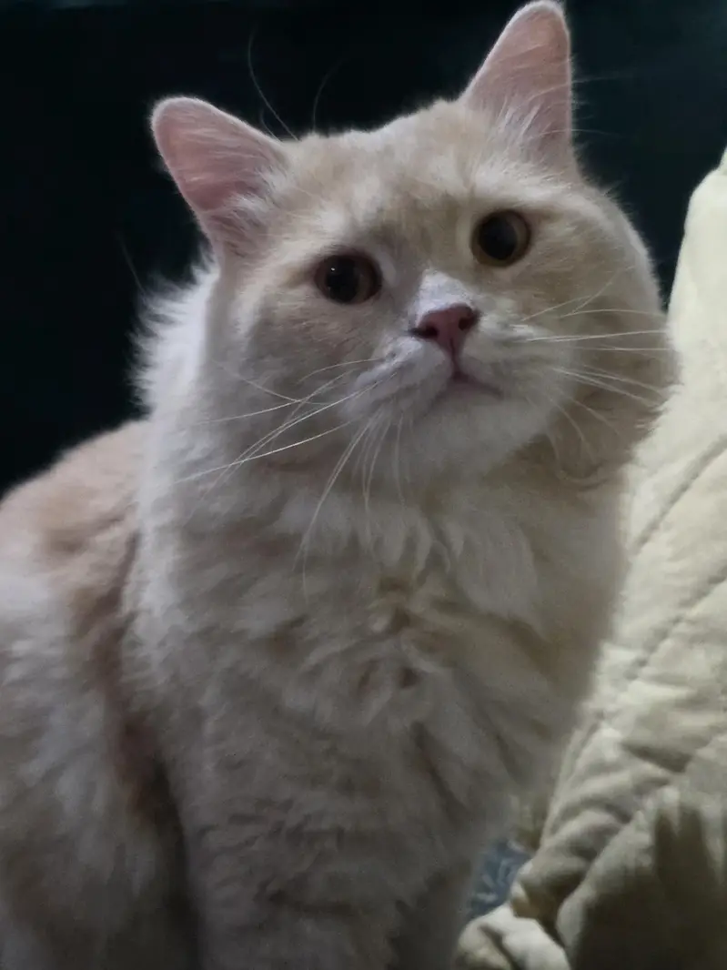 male persian double coat beautiful cat — photo 2