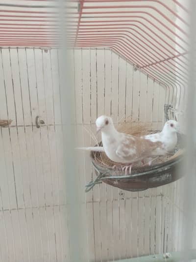 Red Peid Dove 2 Pec