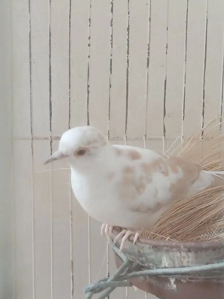 Red Peid Dove 2 Pec — photo 2