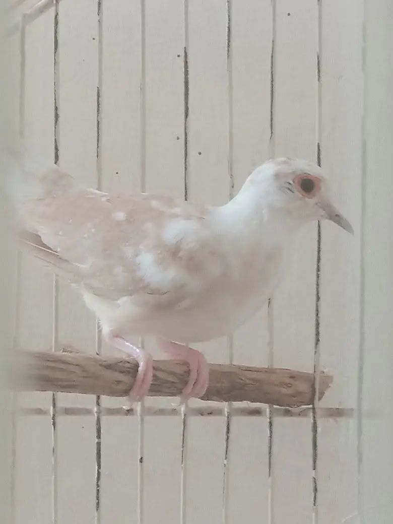 Red Peid Dove 2 Pec — photo 3