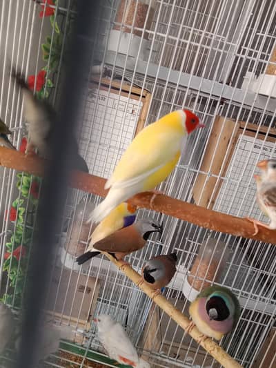 Goldian, Shaftail Finch Hex Long-Tail breeder pair for sale