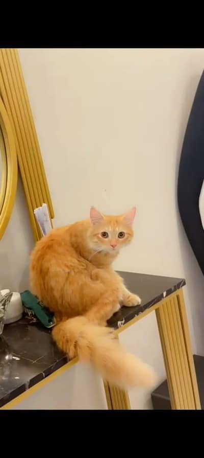 Persian cats