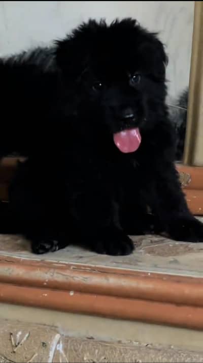 German Shepherd long coat puppy black German Shepherd email puppy for