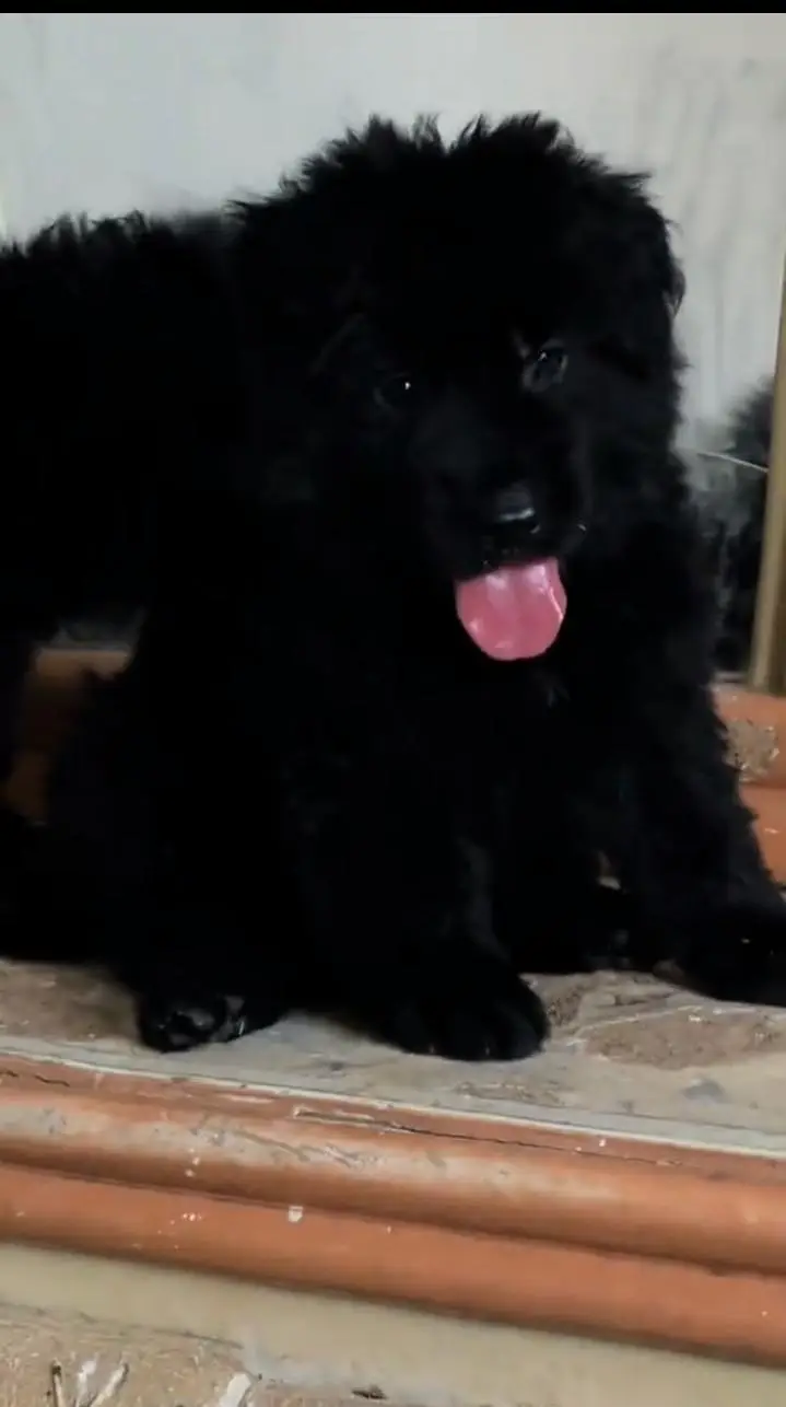 German Shepherd long coat puppy black German Shepherd email puppy for — photo 3