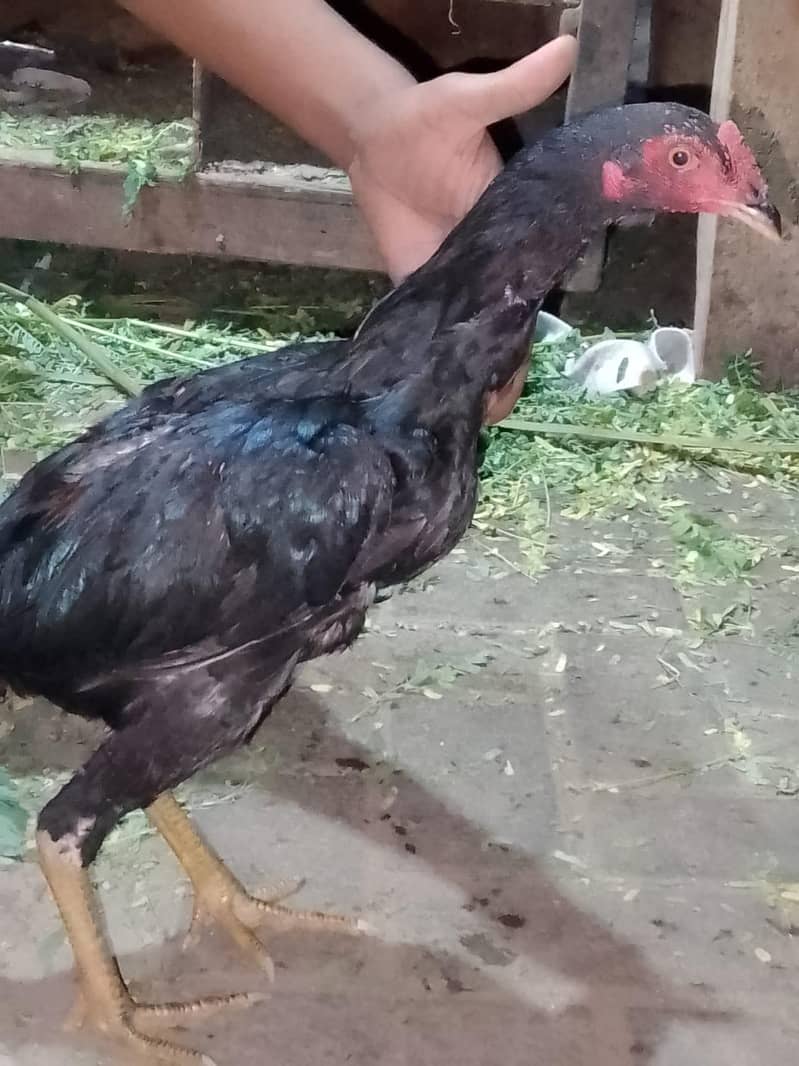 nasel murga 2