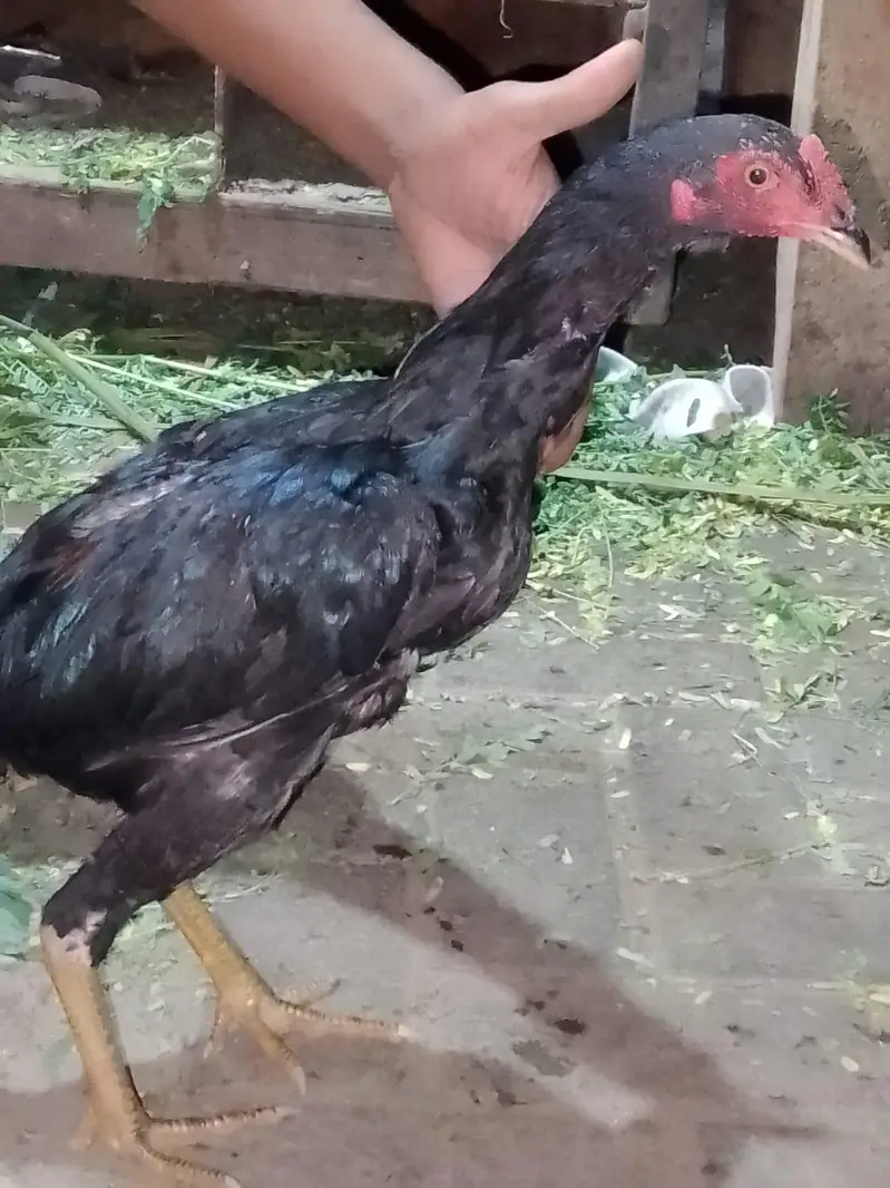 nasel murga — photo 3
