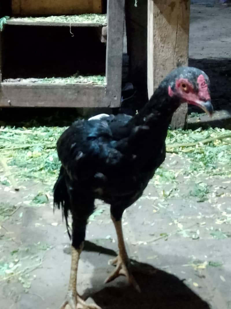 nasel murga 3