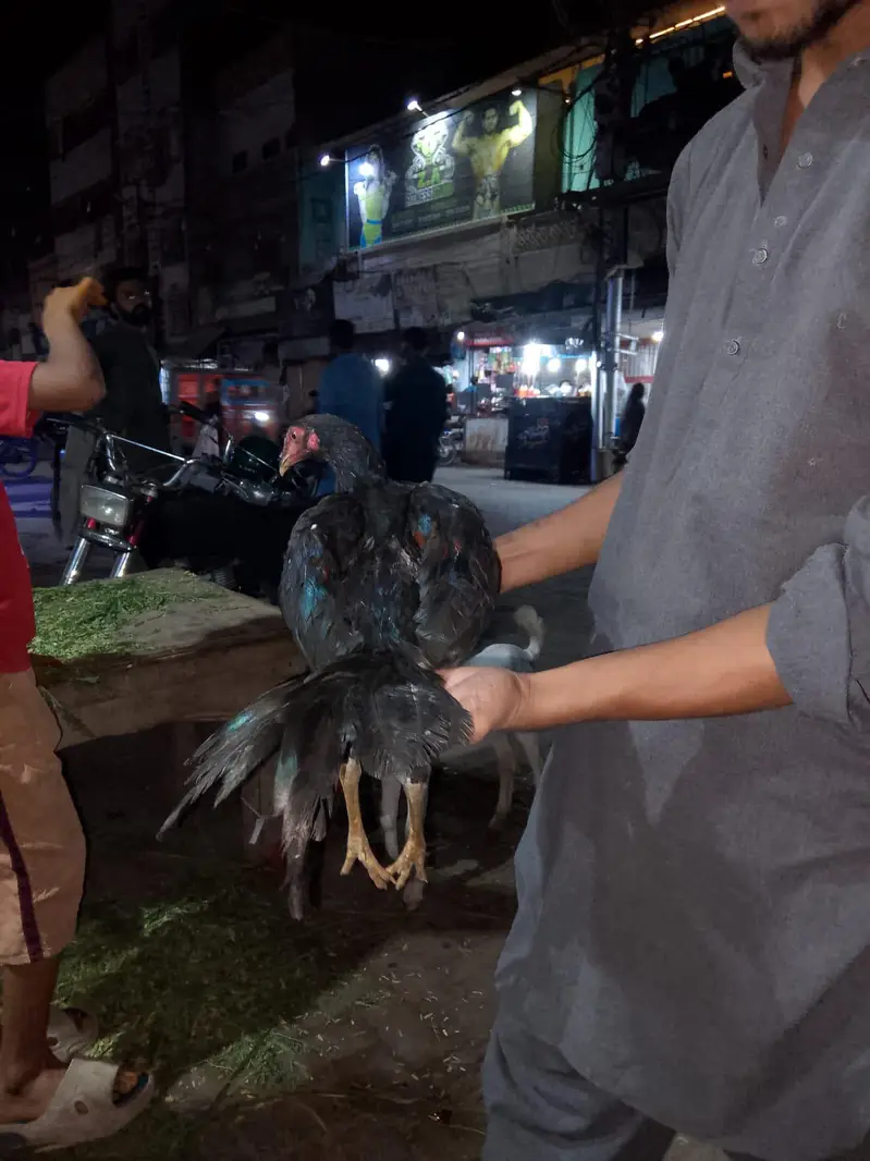 nasel murga — photo 5