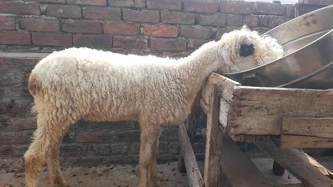 2 daant suwa koi b nahi — photo 2