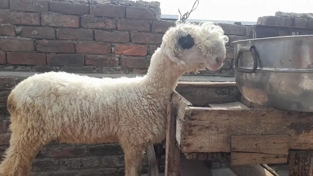 2 daant suwa koi b nahi — photo 3