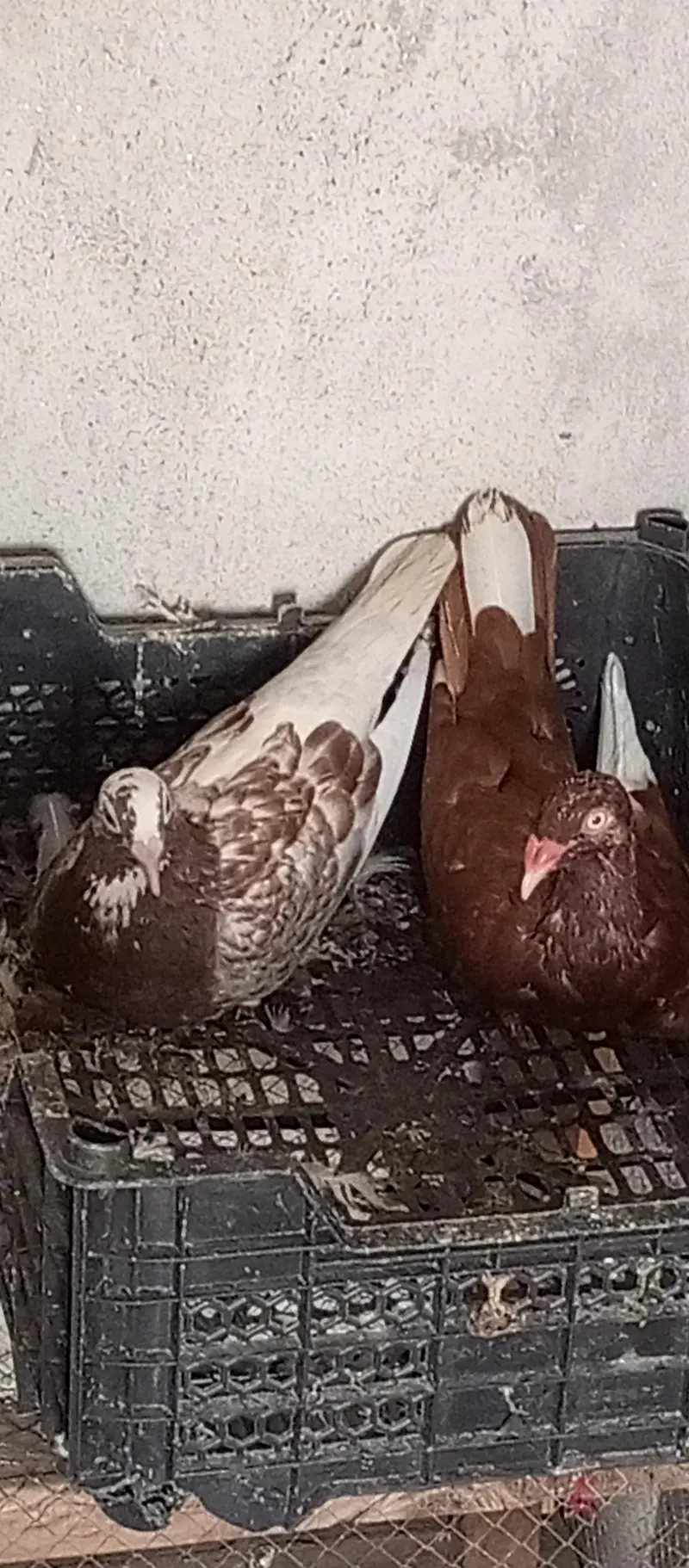 breeder pair for sale Danish male or qasad female  R's 3200