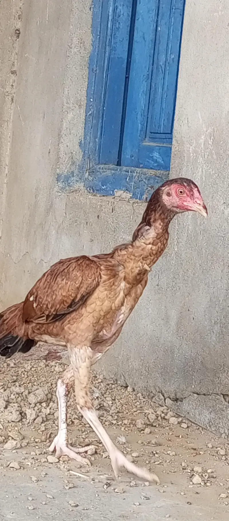 breeder pair for sale Danish male or qasad female  R's 3200 — photo 6