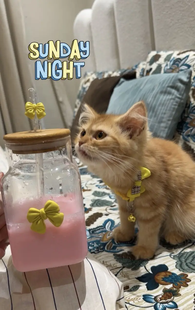 Persian female Cat