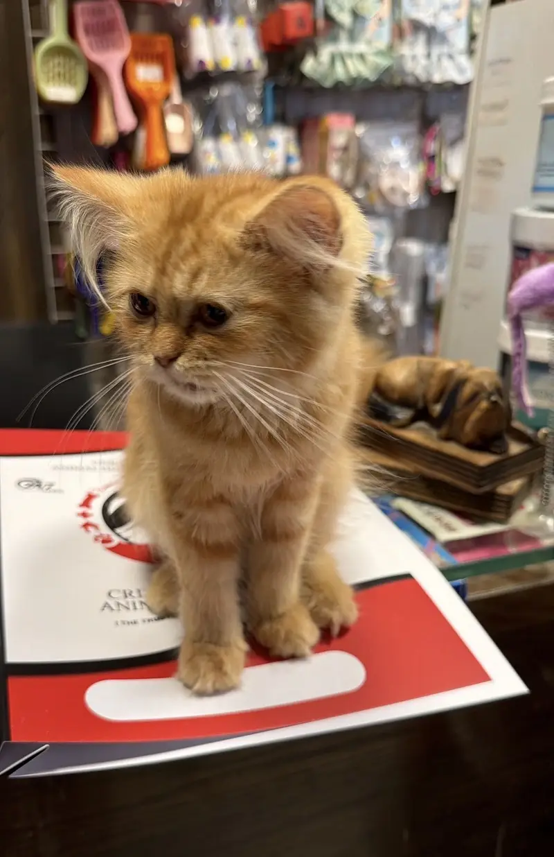 Persian female Cat — photo 2