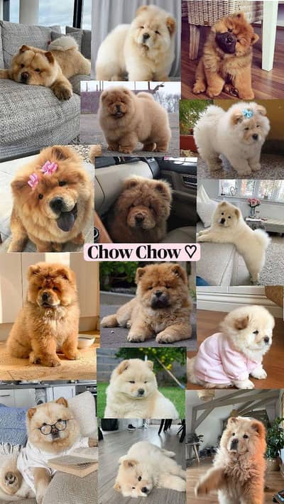 CHOW CHOW PUPPY AVAILABLE