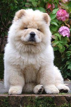CHOW CHOW PUPPY AVAILABLE