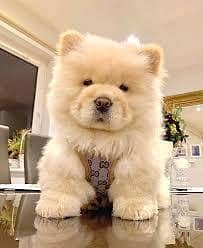 CHOW CHOW PUPPY AVAILABLE