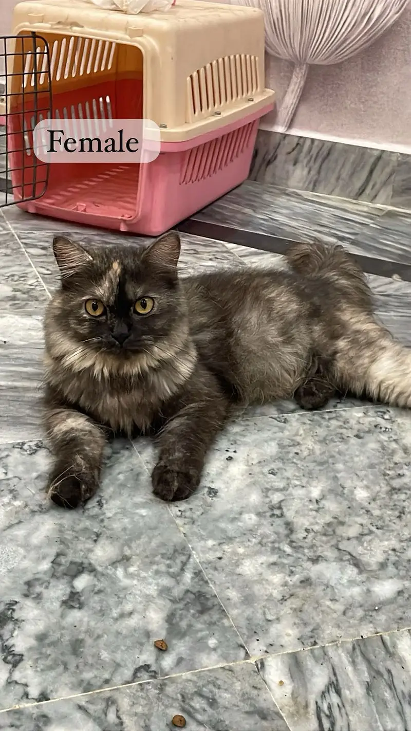 Each cat price 7k