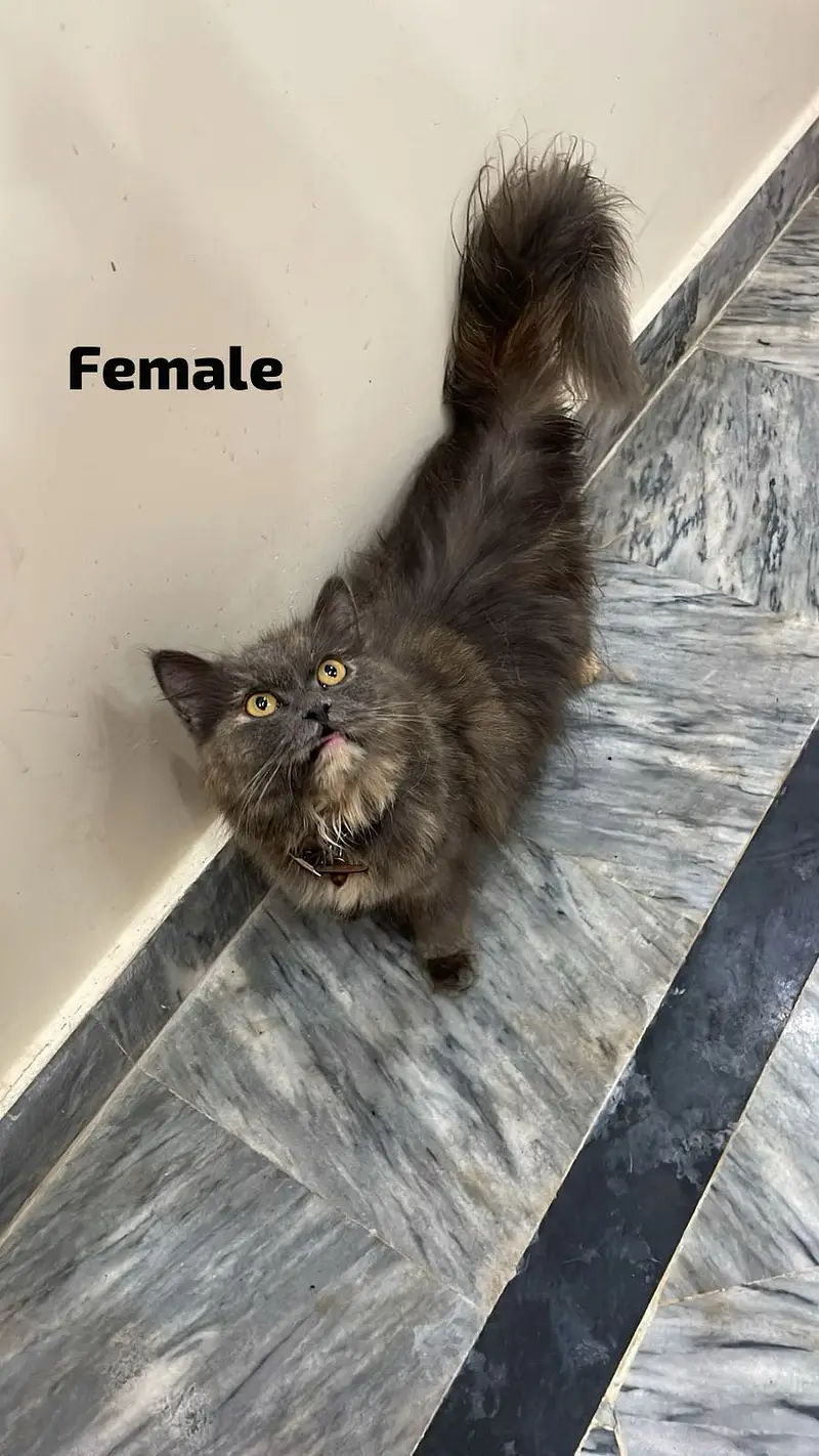 Each cat price 7k — photo 2