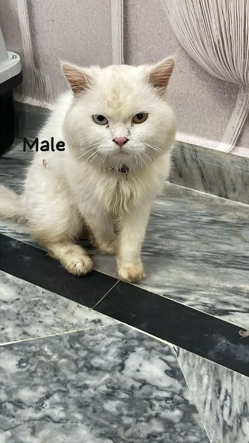 Each cat price 7k — photo 3