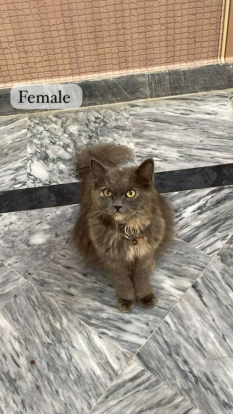 Each cat price 7k — photo 4