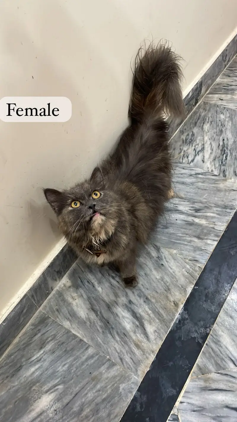 Each cat price 7k — photo 5