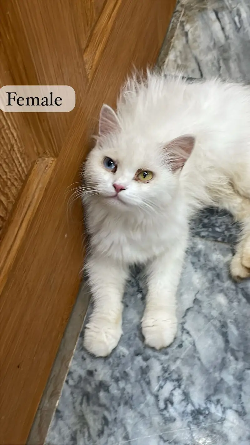 Each cat price 7k — photo 6