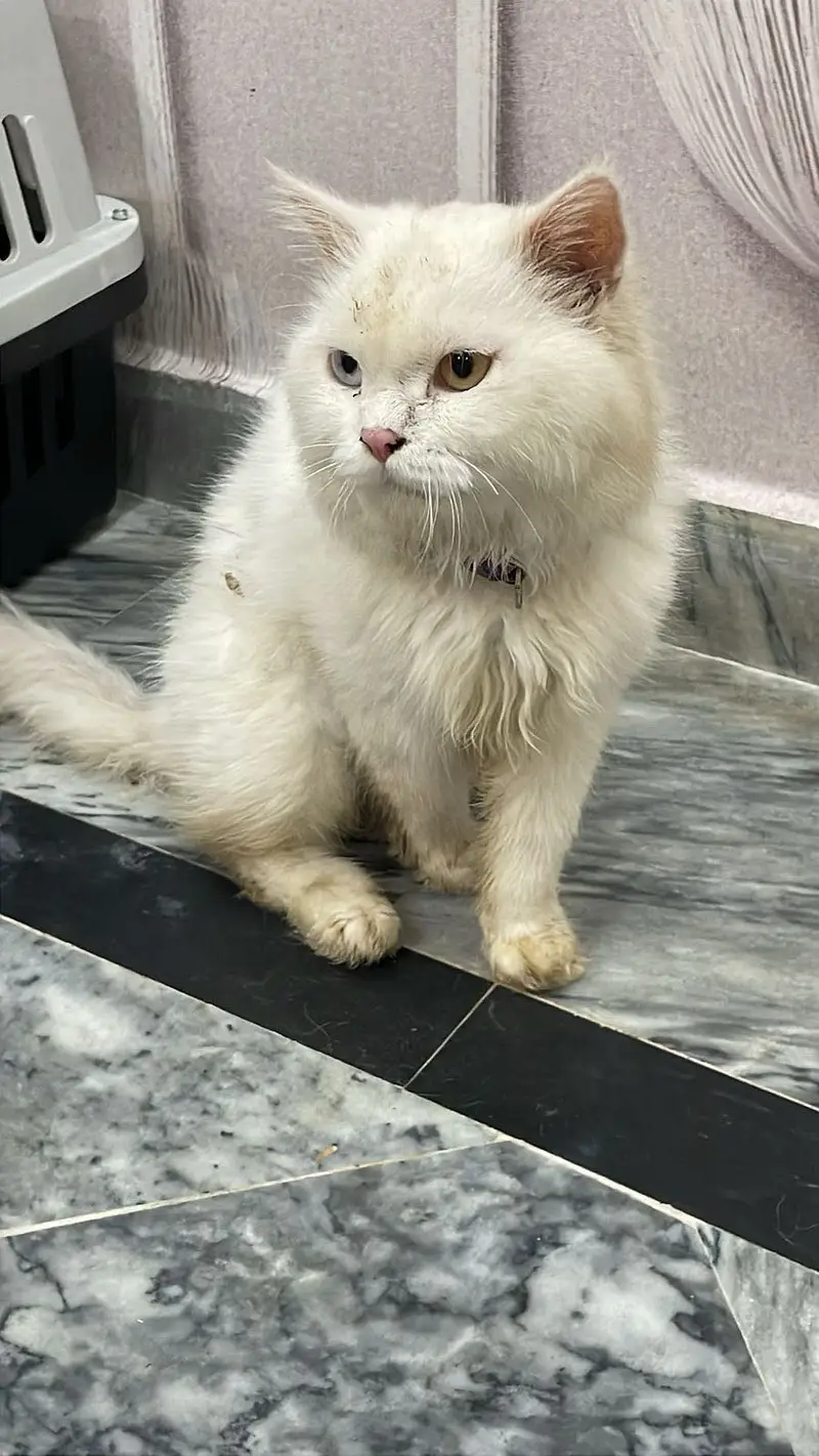 Each cat price 7k — photo 7