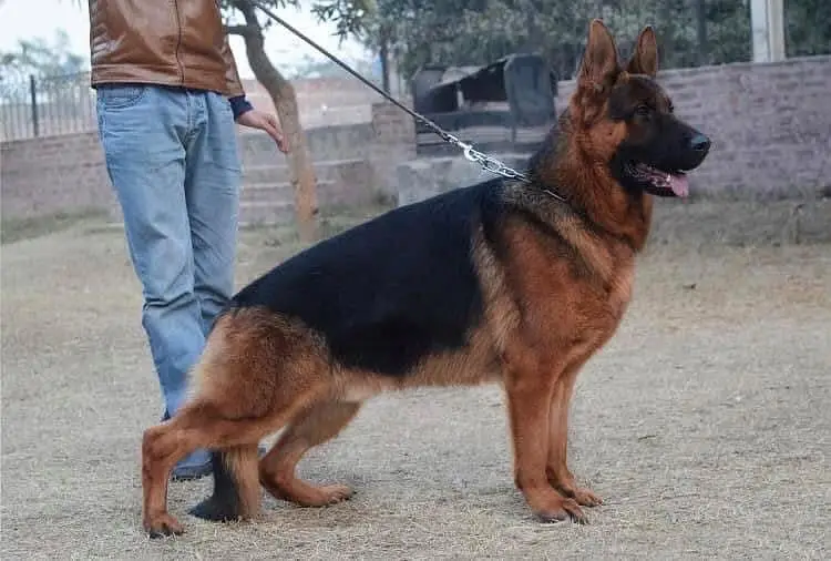 male available for female crossing — photo 3