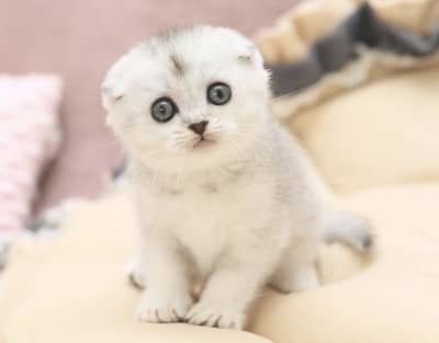 SCOTTISH FOLD | IMPORTED KITTEN | PREMIUM QUALITY