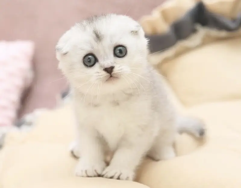 SCOTTISH FOLD | IMPORTED KITTEN | PREMIUM QUALITY