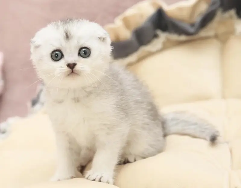 SCOTTISH FOLD | IMPORTED KITTEN | PREMIUM QUALITY — photo 2