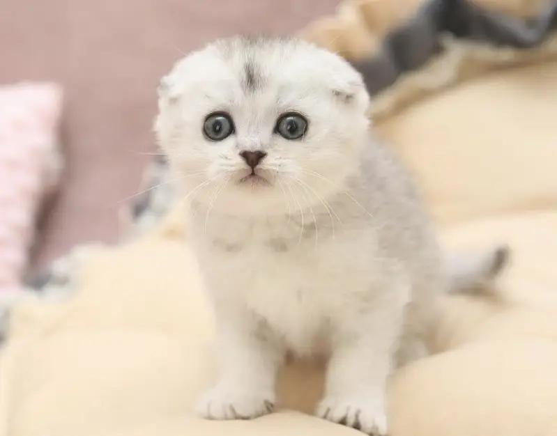 SCOTTISH FOLD | IMPORTED KITTEN | PREMIUM QUALITY — photo 3