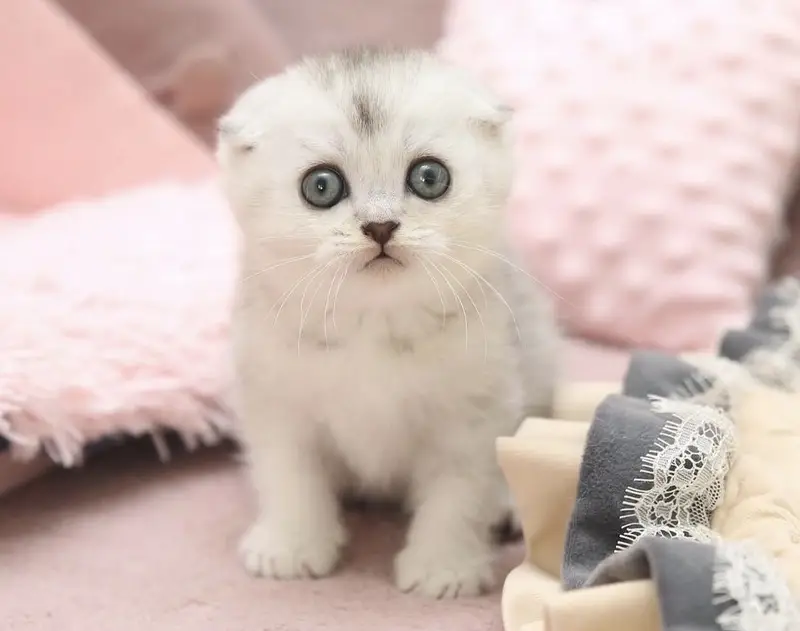 SCOTTISH FOLD | IMPORTED KITTEN | PREMIUM QUALITY — photo 4