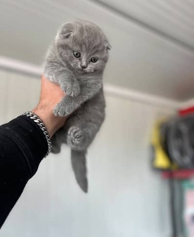 SCOTTISH FOLD | TOP QUALITY | IMPORTED