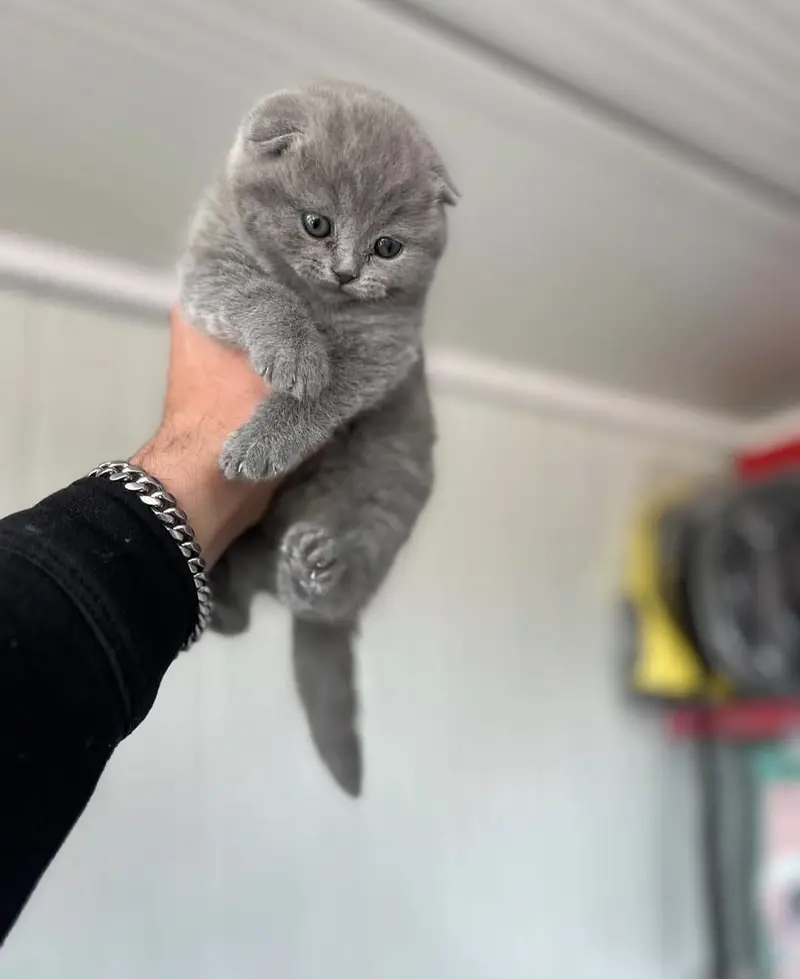 SCOTTISH FOLD | TOP QUALITY | IMPORTED