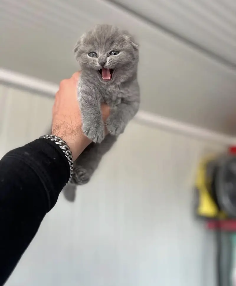 SCOTTISH FOLD | TOP QUALITY | IMPORTED — photo 2