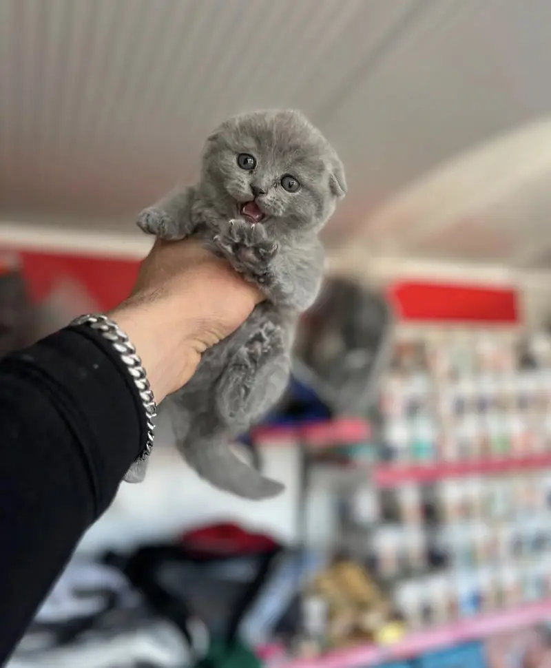SCOTTISH FOLD | TOP QUALITY | IMPORTED — photo 3