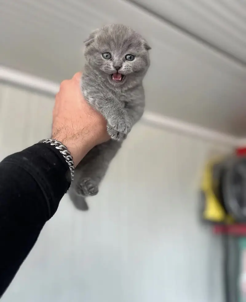 SCOTTISH FOLD | TOP QUALITY | IMPORTED — photo 4