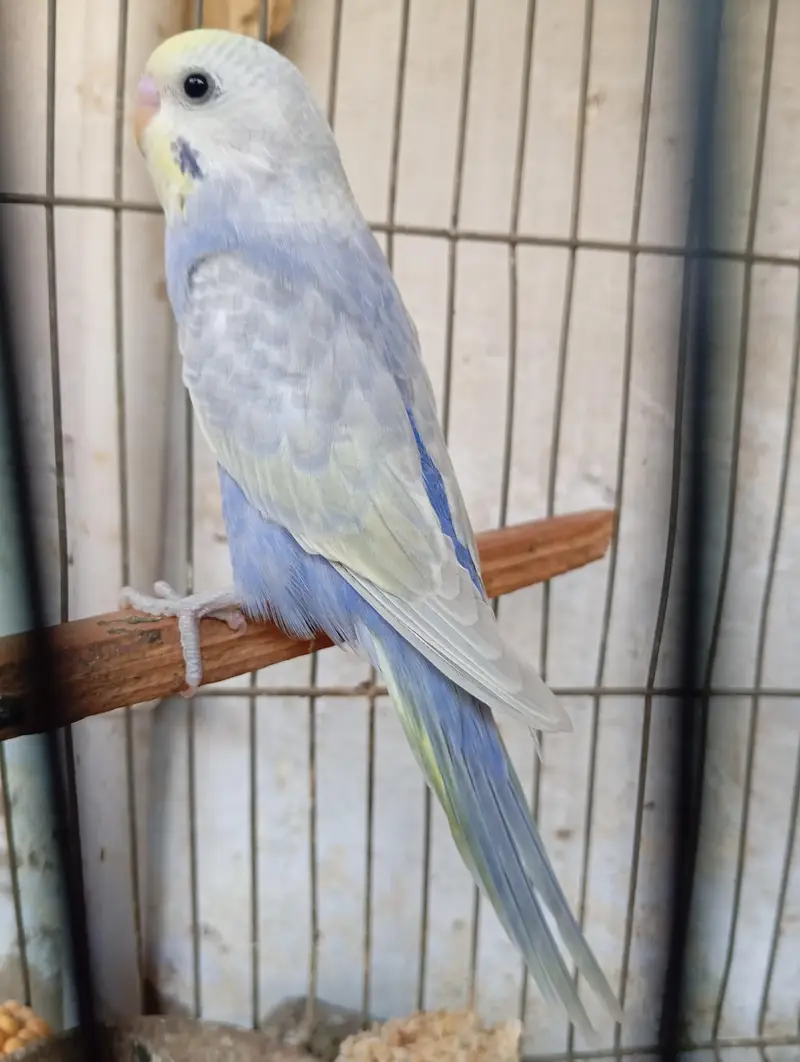 rainbow budgies