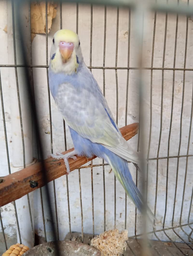 rainbow budgies 1