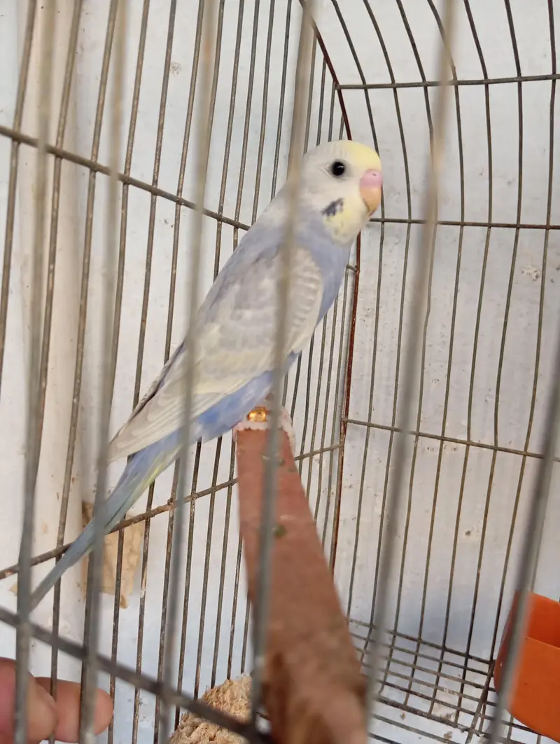 rainbow budgies — photo 3