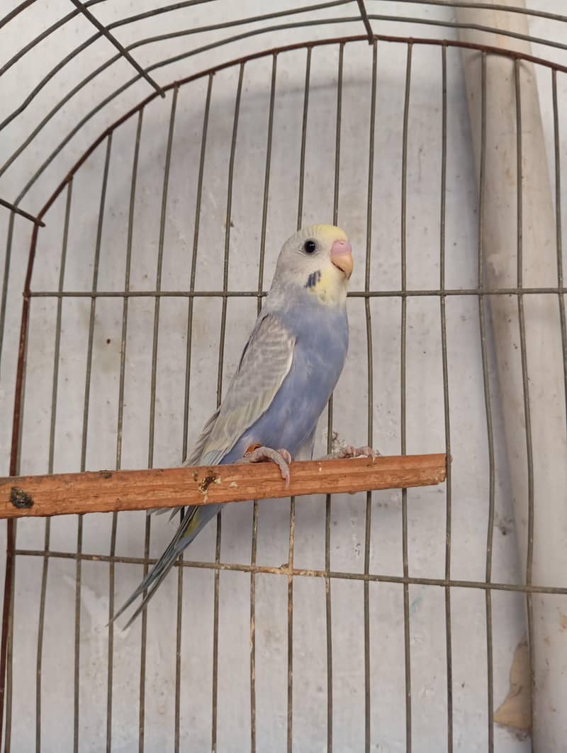 rainbow budgies 3