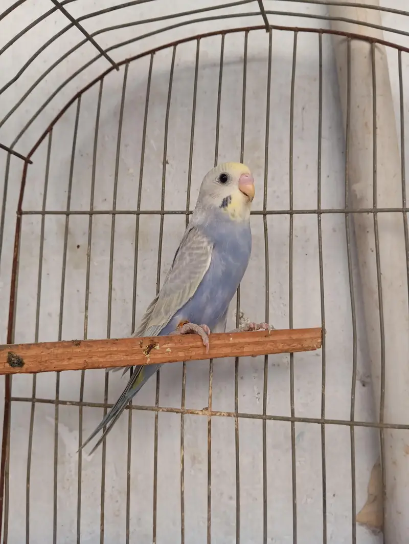 rainbow budgies — photo 4
