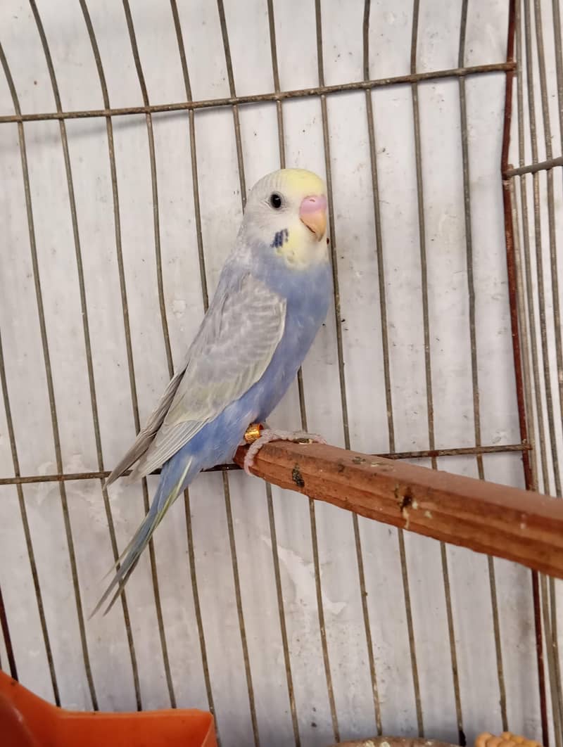 rainbow budgies 4