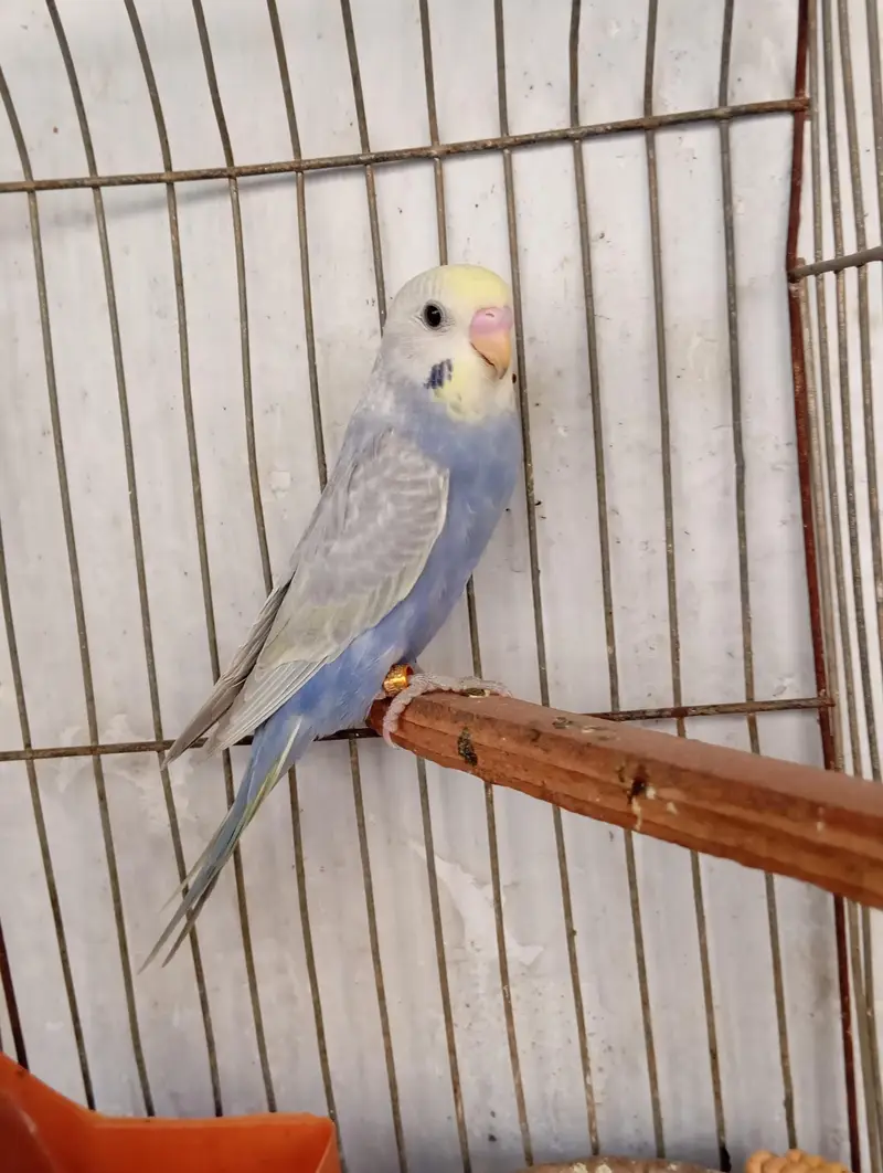 rainbow budgies — photo 5