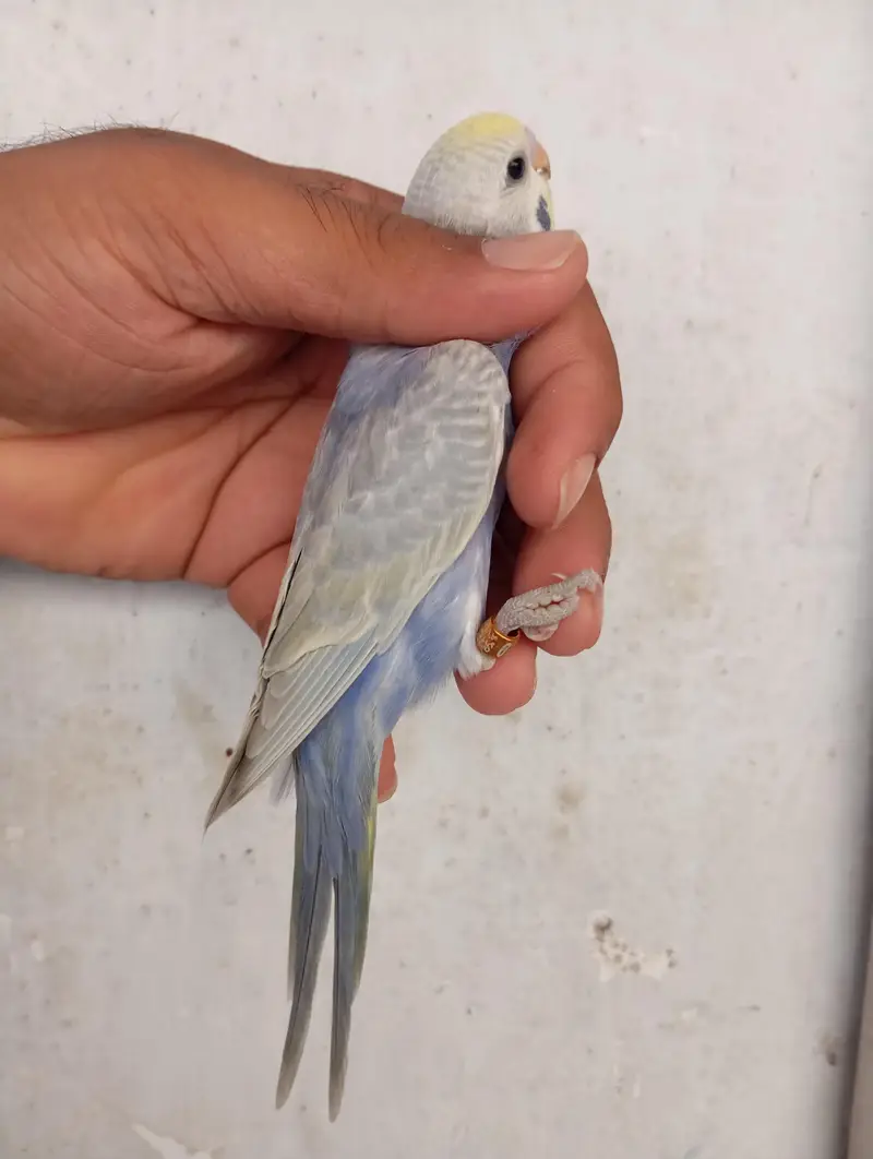 rainbow budgies — photo 6
