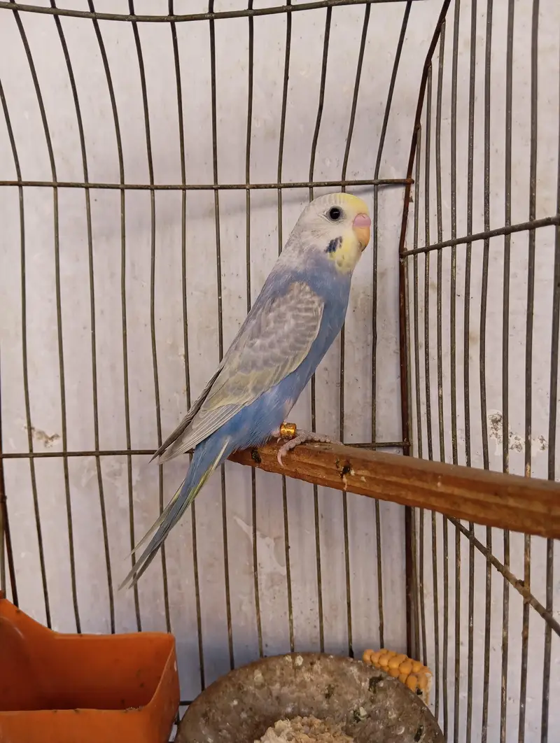 rainbow budgies — photo 7